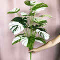 Large Artificial Monstera Tree Indoor Outdoor Decor - One / 65cm 18 Leaves