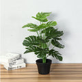Monstera 60cm 18 Leaves