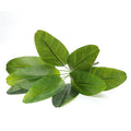 70cm 9 Leaves LG