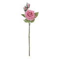 Autumn Pink Rose