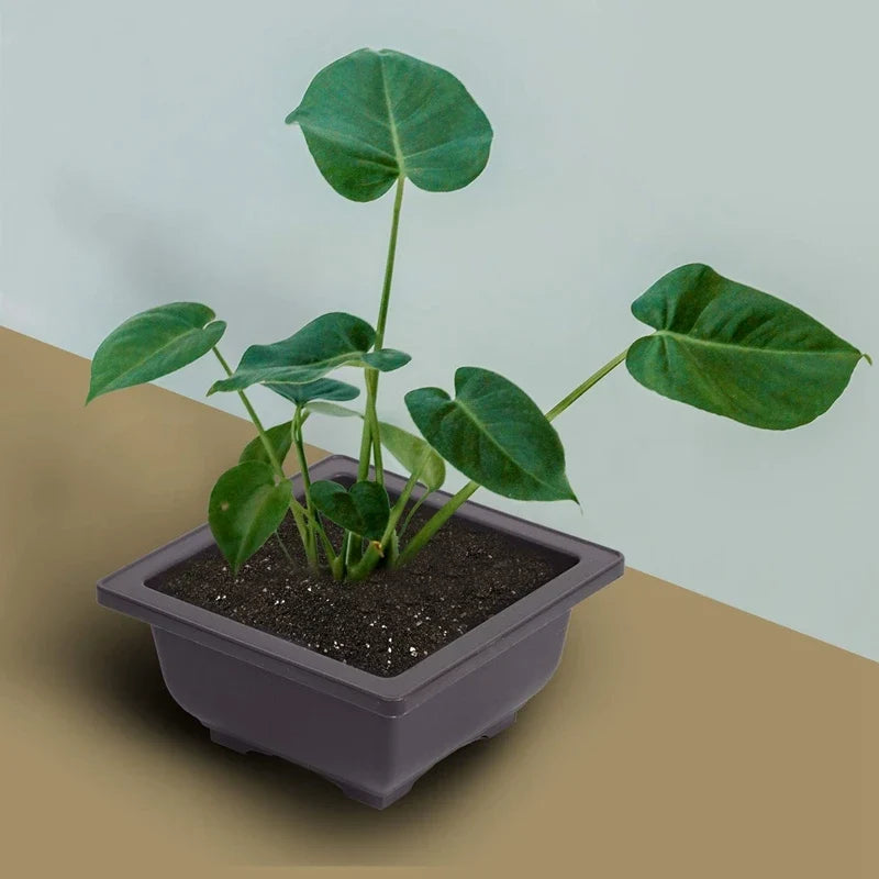 15 PCS 4.7 Inch Flower Pot, Square Plastic bonsai Training Pot, Flower Succulent Flower Pot Container, for Garden, Interior, Hom - view 4