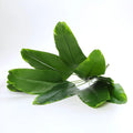 70cm 9 Leaves G