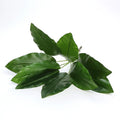 70cm 9 Leaves DG