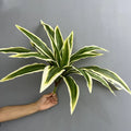 20 White Leaves 3