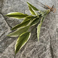 Bordure blanche verte
