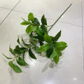 Feuille d'osmanthus verte