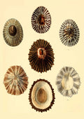 Vintage seafront interior seashell poster - 3 / 20X30cm Unframed