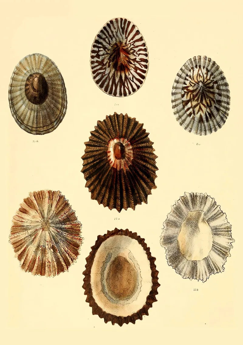 Vintage seafront interior seashell poster - 3 / 20X30cm Unframed