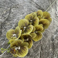 Blackish Green