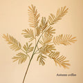 Artificial plant mimosa for rustic decoration and accessories photo - Fall Coffee