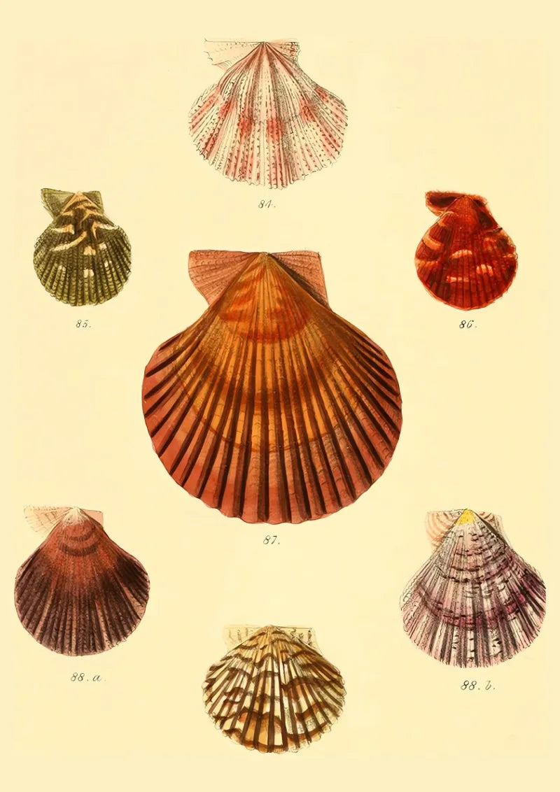 Vintage shell art poster for interior decoration - 20X30cm Unframed