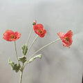 Dark Coral Poppy