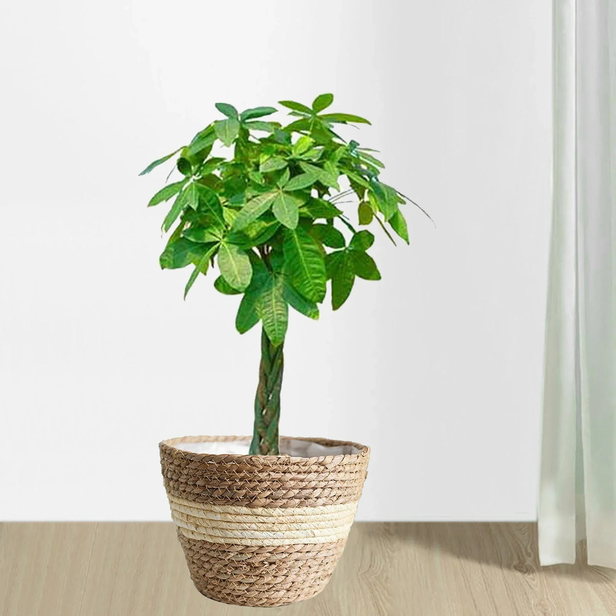 Rattan liners for plant baskets and garden decoration - view 4