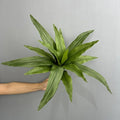 15 Green Leaves 2