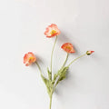 Coral Pink Poppy