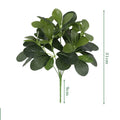 Polyscias1