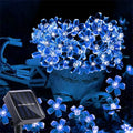 Cherry blue