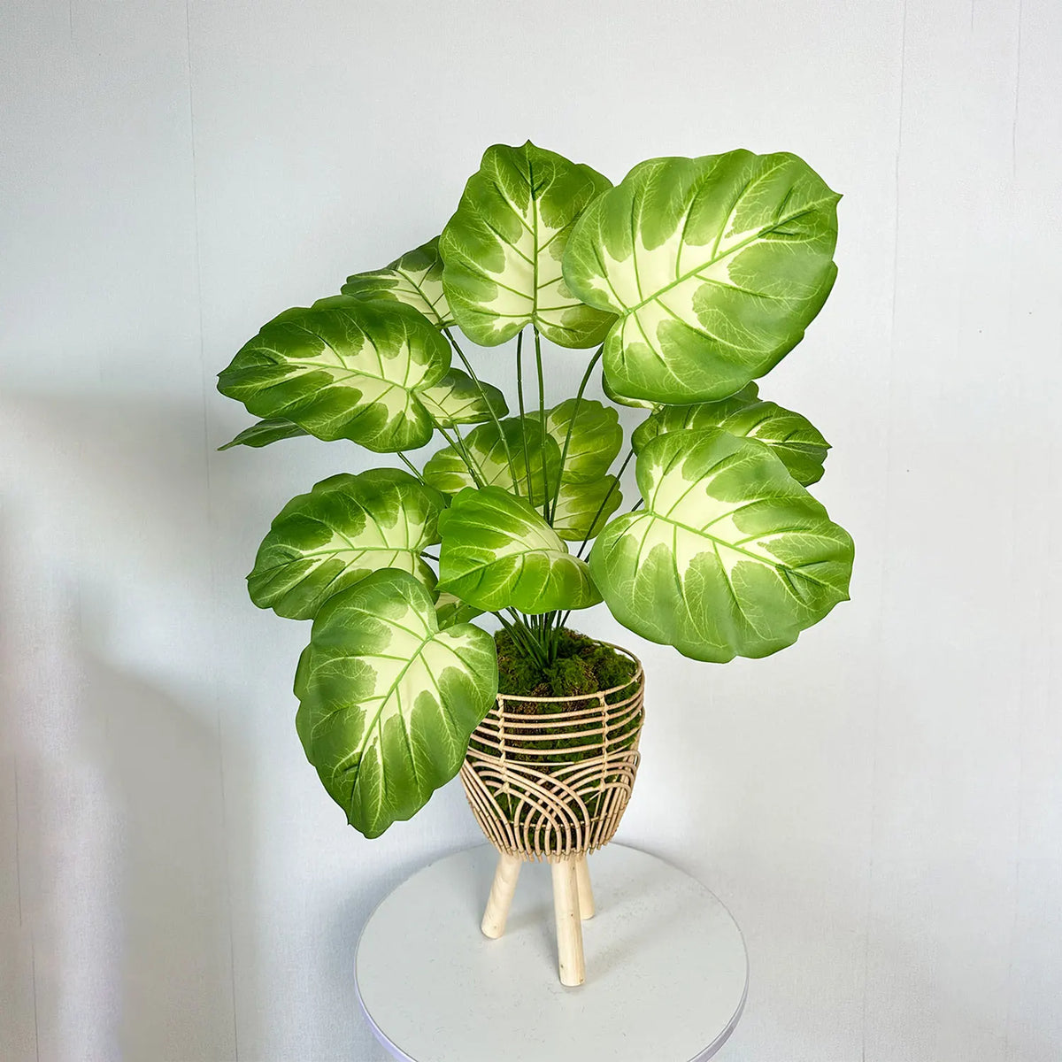 Realistic monstera plant for modern interior decoration - view 5