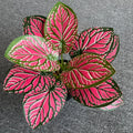 1pc Red Strip