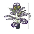 75cm No Pot Purple