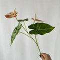Artificial flowers anthurium for holiday and party decoration - Red Dot