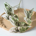 White Green