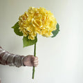 Yellow Hydrangea