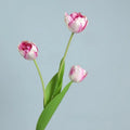 Dark Pink