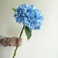 Blue Hydrangea