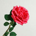 Pink Red