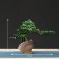 False bonsai tree decorative for living room and landscaping - HMB4063