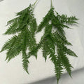 Phoenix Tail Fern