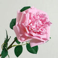 Pink Purple