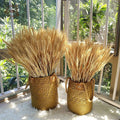 Natural dried wheat stems for festive decoration and bouquet