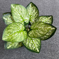 1pc Flower Droplets