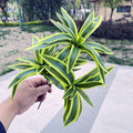 35cm Yellow