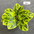 2 Pieces Green Phoenix