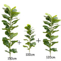 100cm and 120cm and 150c