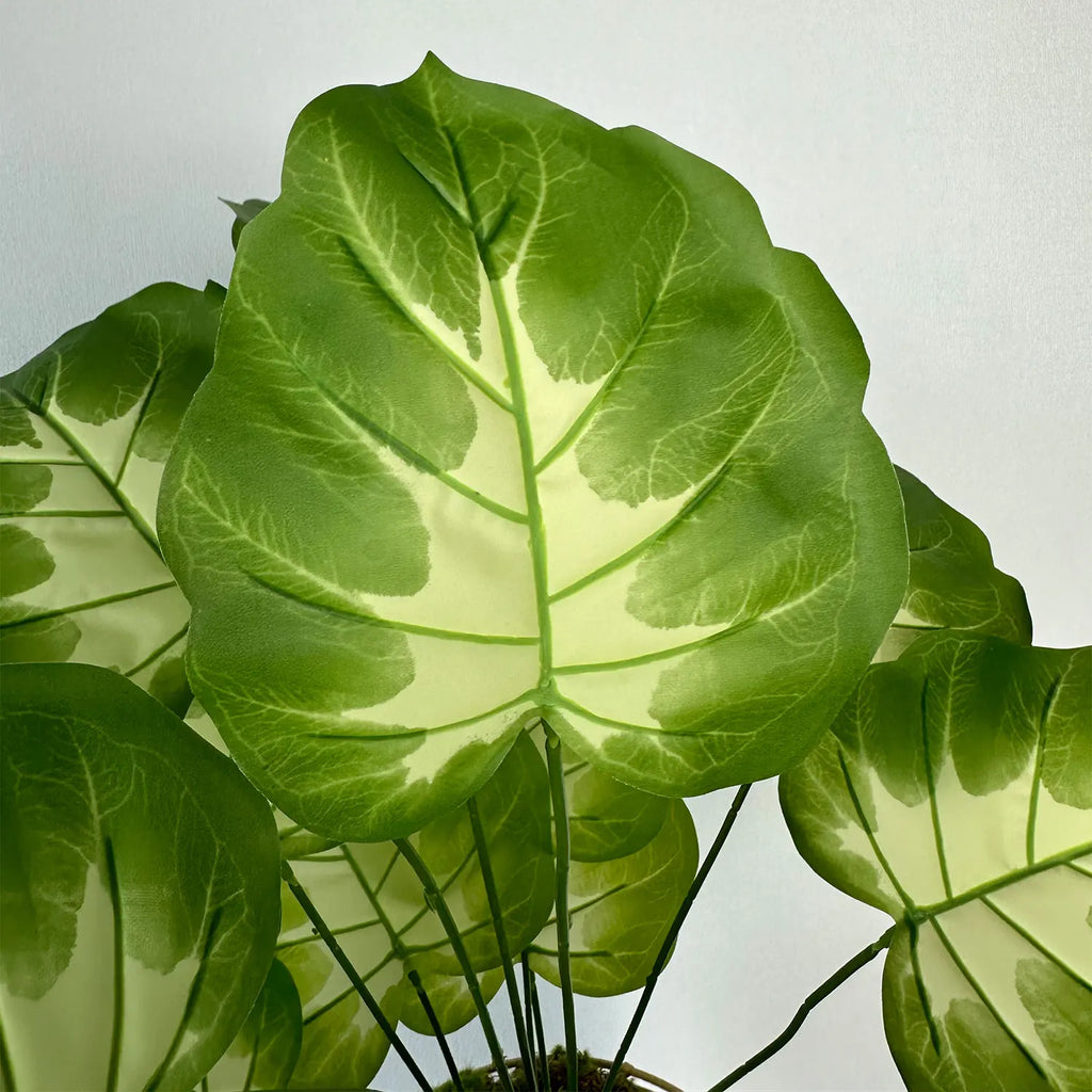 Realistic monstera plant for modern interior decoration - view 6
