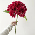 Red Hydrangea