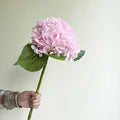 Pink Hydrangea