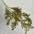 Celery Leaf Burn