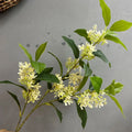 Fleur blanche