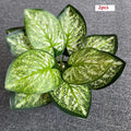 2 Flower Drops