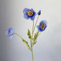 Poppy Blue