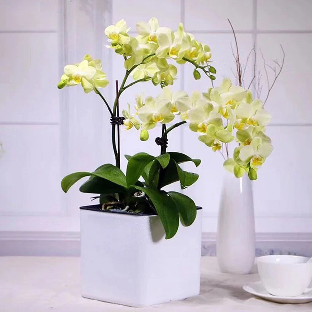 White Self Watering Planter, Water Indicator, Modern Decorative Planter Pot for all House Plants Flowers, Herbs, Vegetables - view 4