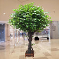 Arbre Banyan 02