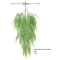 5 Persian Long Leaf