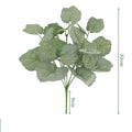 Begonia Mauritica