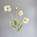 White Poppy
